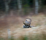 BB 12 0007 / Strix nebulosa / Lappugle